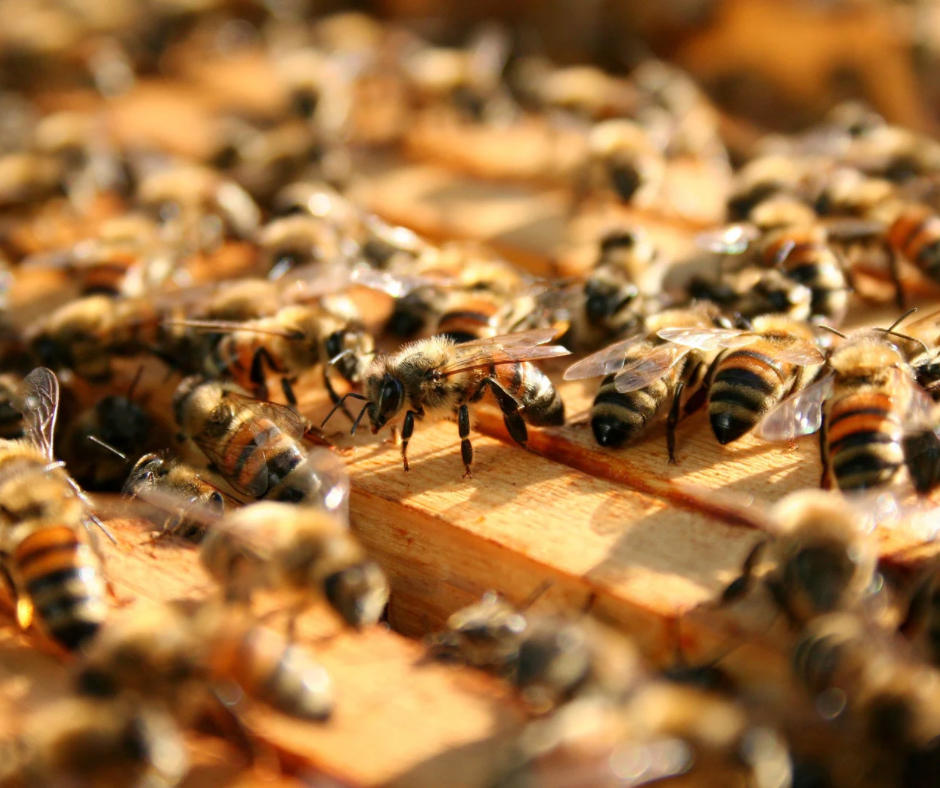 Russian-Carniolan Bees