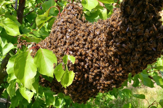 The Essential Value of Honey Bees
