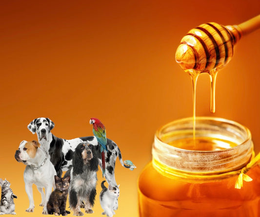 Everything You Need to Know About Local Honey for Your Pet
