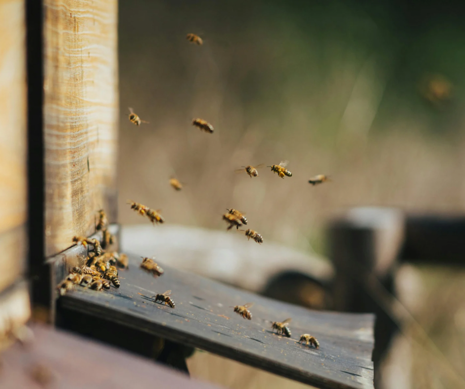 2026 Live Bees – Southwest Honey and Bee Removals LLC.