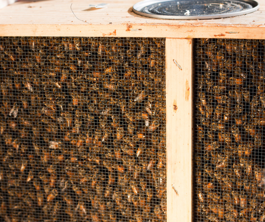 2025 3LB Bee Packages